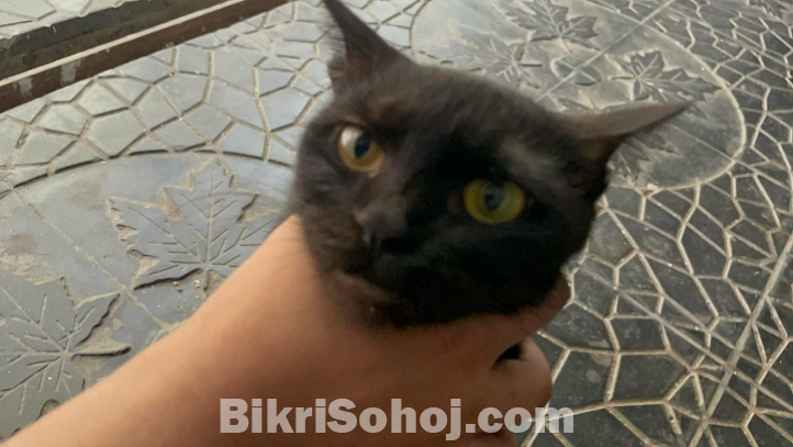 Bengal cat for adoption